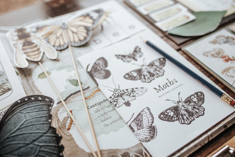 Entomology Nature Study