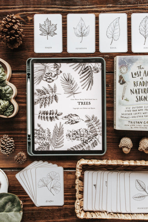 Leaf Identification Cards