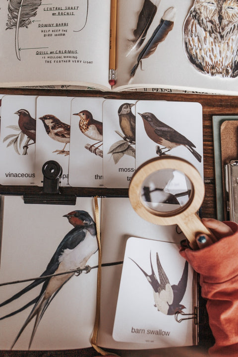 Birds Around the World Cards