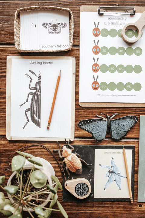 Entomology Patchwork Study