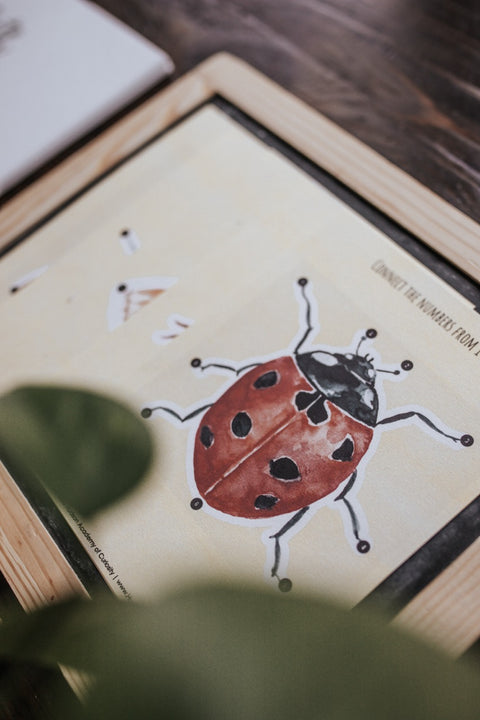 Entomology Patchwork Study