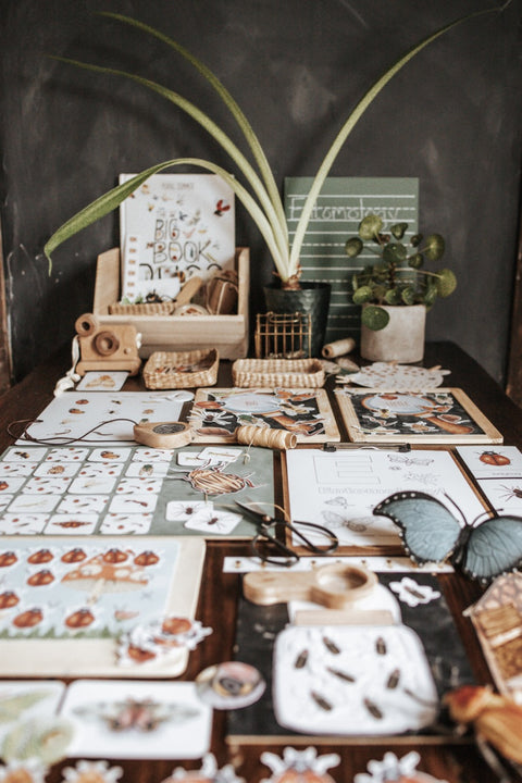 Entomology Morning Basket