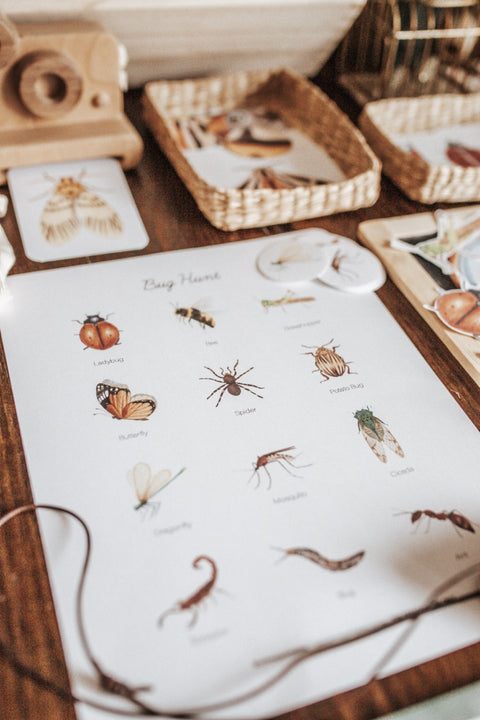 Entomology Morning Basket