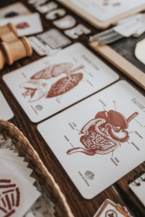 Human Body Nature Study
