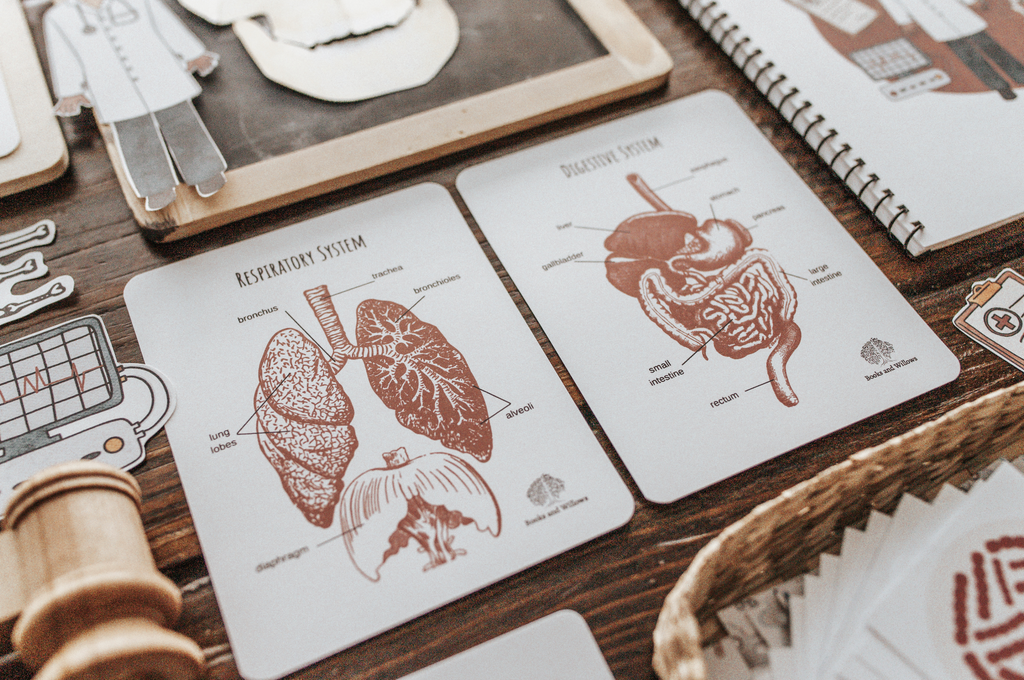 Human Body Elementary Unit Study Harbor and Sprout