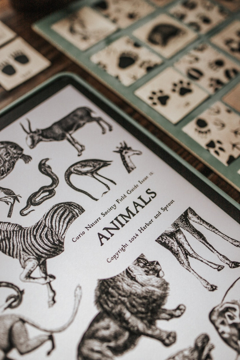 Animal Field Guide Examples Curio Nature Society Field Guide Issue 12- ANIMALS – Harbor and Sprout