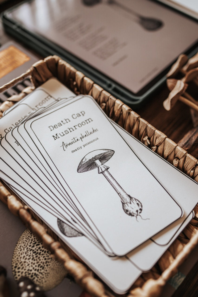 Fungi Flash Cards – Harbor and Sprout