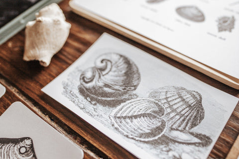 Seashell Study – Harbor and Sprout