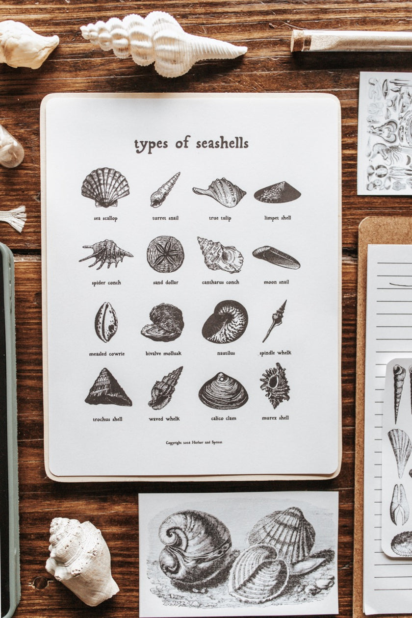 Seashell Study – Harbor and Sprout