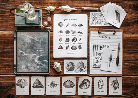 Curio Nature Journaling Curriculum Bundle