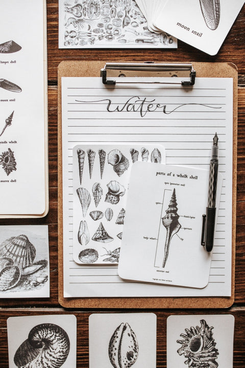 Seashell Study – Harbor and Sprout