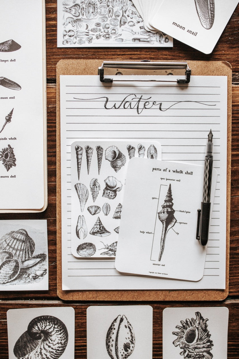 Seashell Study – Harbor and Sprout