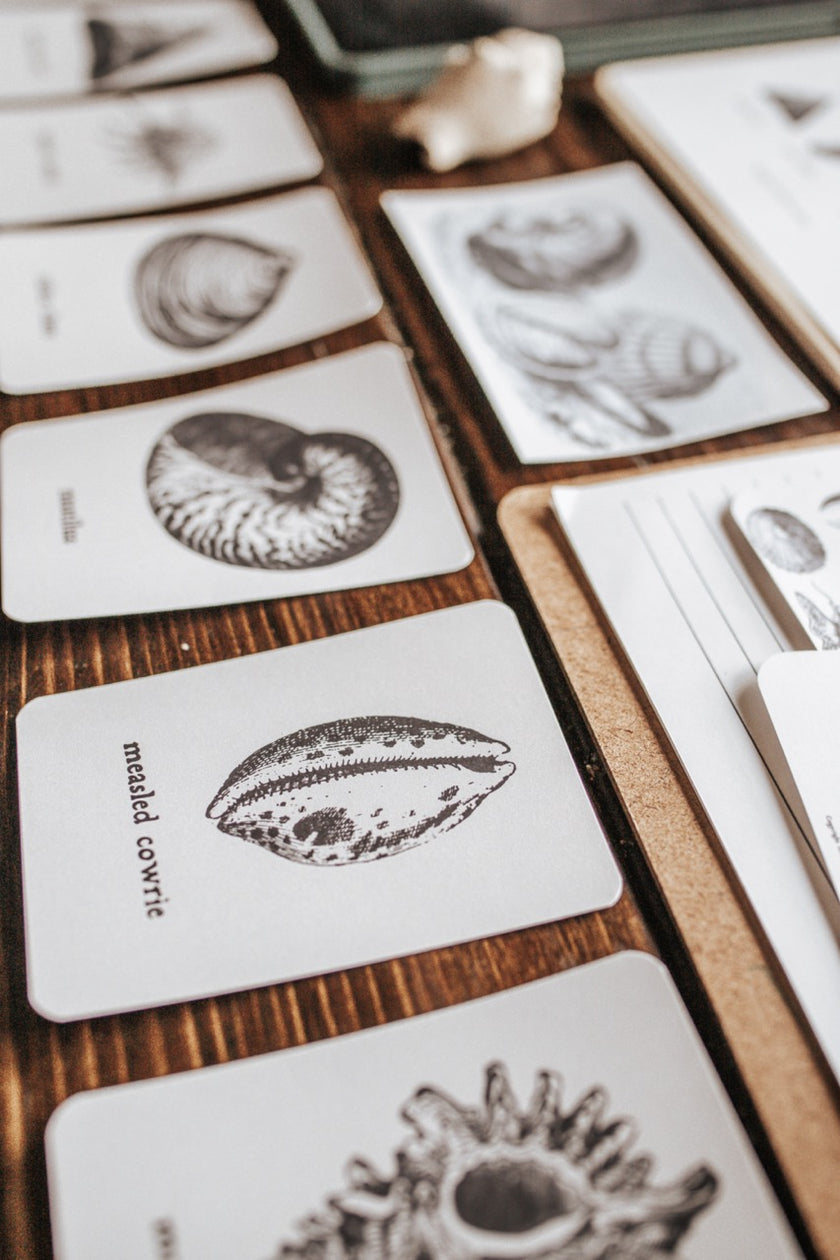 Seashell Study – Harbor and Sprout