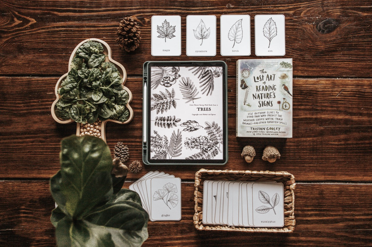 Leaf Identification Cards Harbor And Sprout