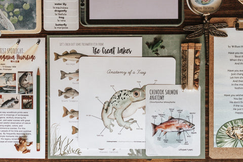 Freshwater Ecology Patchwork Study