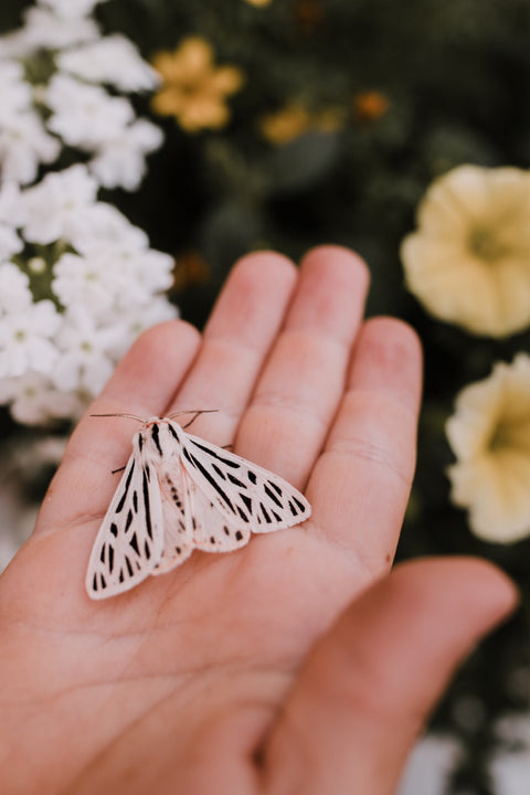 Moths & Butterflies Activity Pack