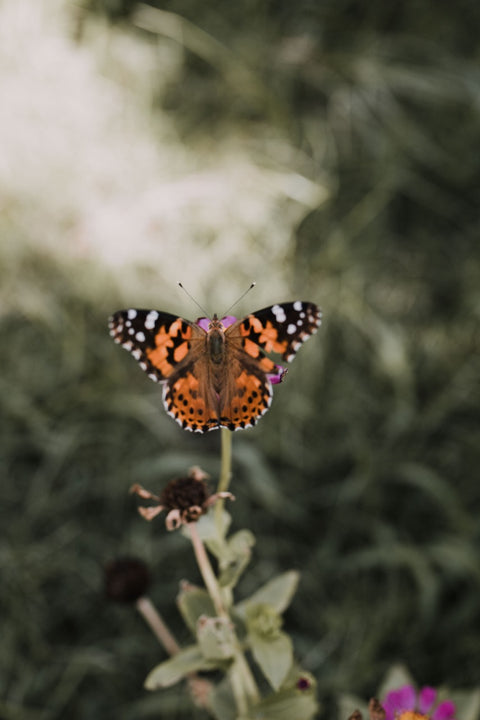 Moths & Butterflies Activity Pack