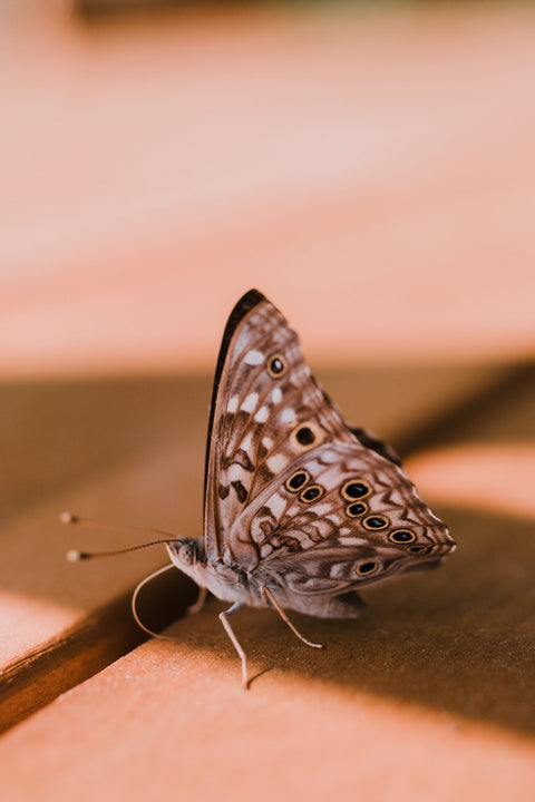 Moths & Butterflies Activity Pack