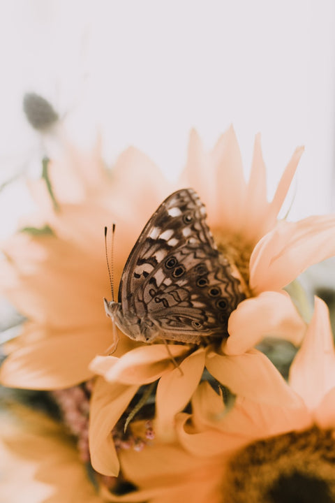 Moths & Butterflies Activity Pack