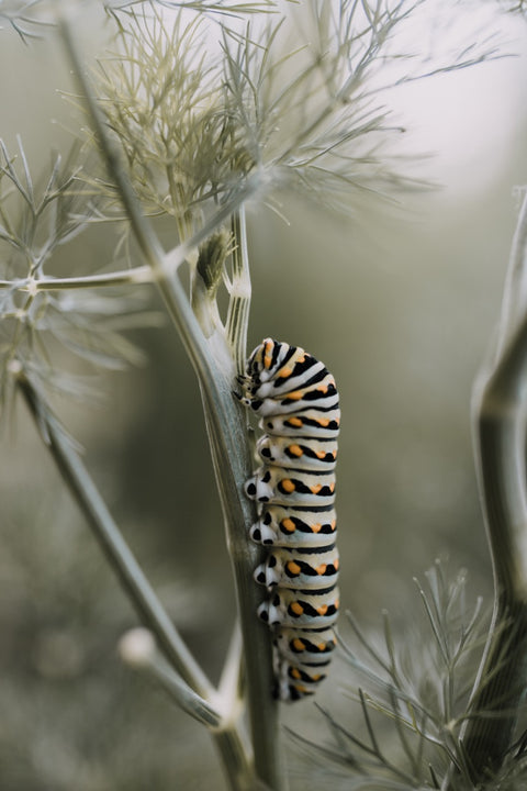 Moths & Butterflies Activity Pack
