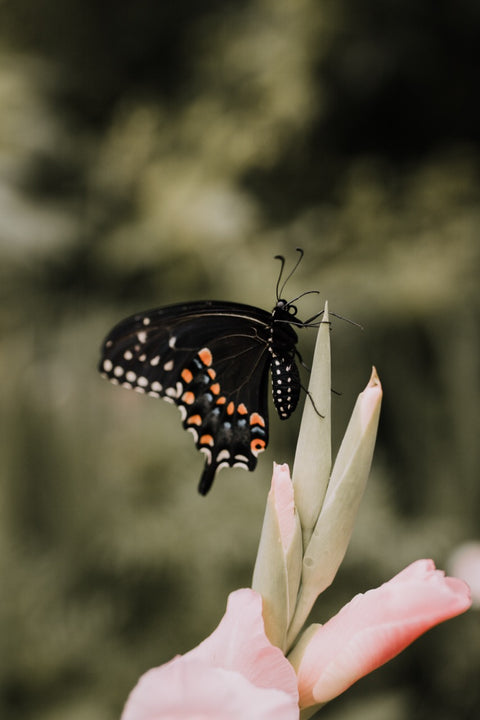 Moths & Butterflies Activity Pack