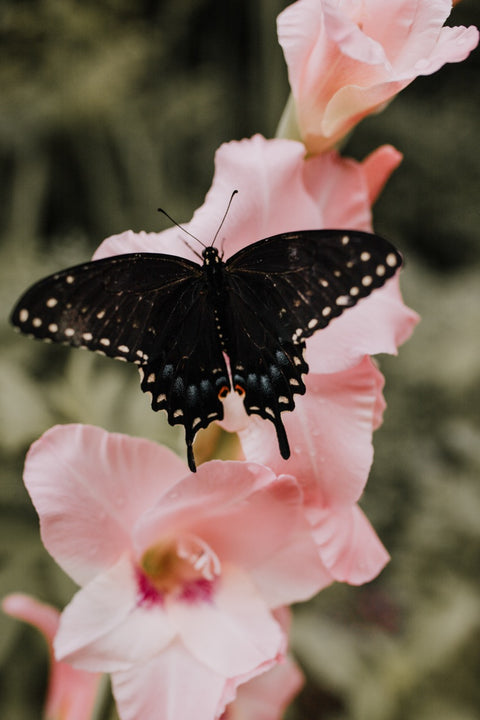 Moths & Butterflies Activity Pack