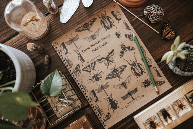 Curio Nature Society Field Guide Issue 10- INSECTS – Harbor and Sprout