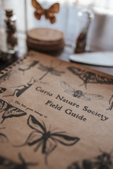 Curio Nature Society Field Guide Issue 10- INSECTS