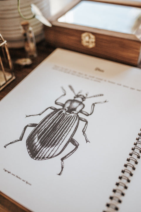 Curio Nature Society Field Guide Issue 10- INSECTS