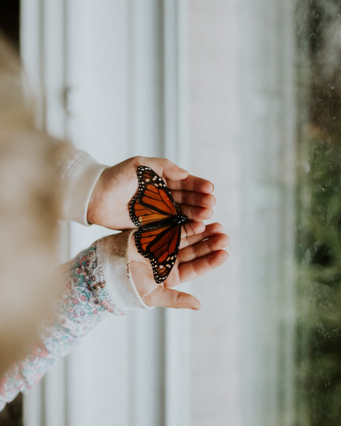 Moths & Butterflies Activity Pack