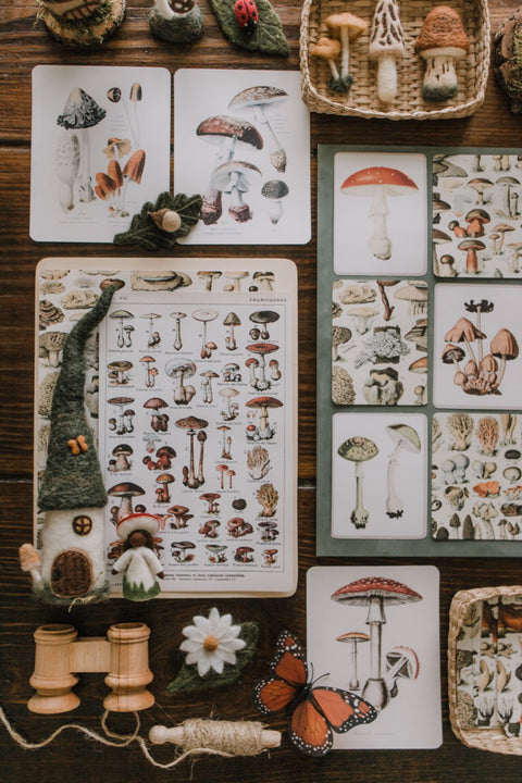 Vintage Fungi Illustrations and Matching Game