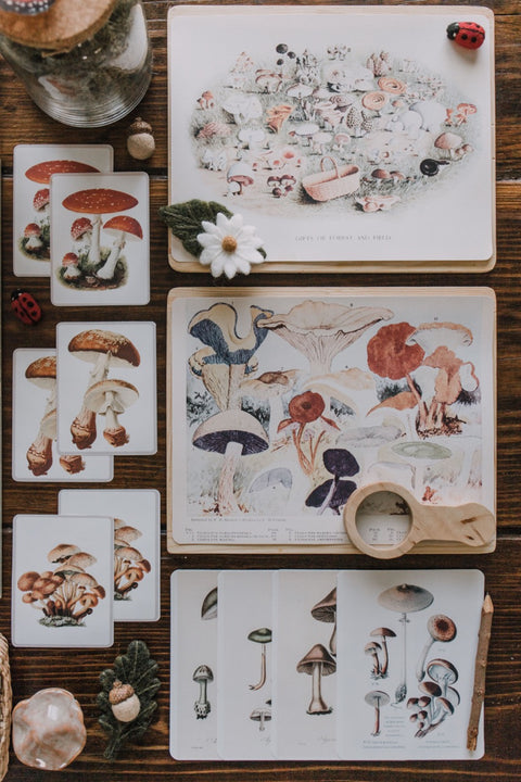 Vintage Fungi Illustrations and Matching Game