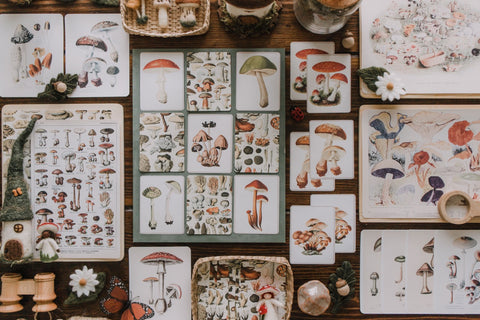 Vintage Fungi Illustrations and Matching Game