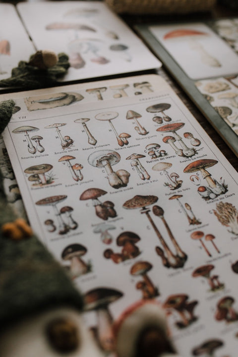 Vintage Fungi Illustrations and Matching Game