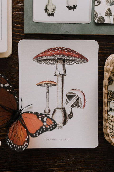 Vintage Fungi Illustrations and Matching Game