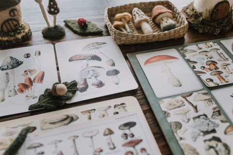 Vintage Fungi Illustrations and Matching Game