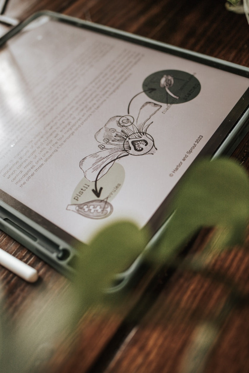 DIGITAL Botany Secondary Level Unit Study – Harbor and Sprout