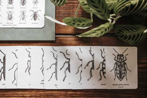 Beetles Poster and Flashcards