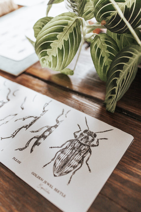 Beetles Poster and Flashcards