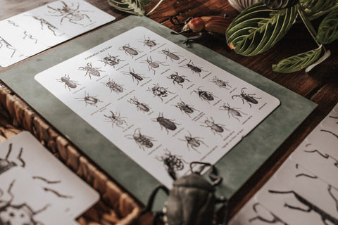 Beetles Poster and Flashcards