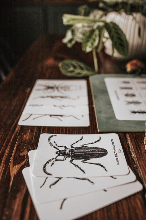 Beetles Poster and Flashcards