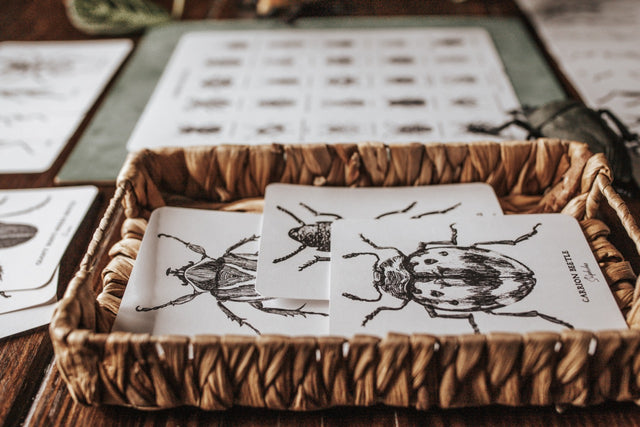Beetles Poster and Flashcards – Harbor and Sprout