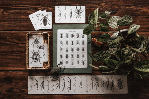 Beetles Poster and Flashcards