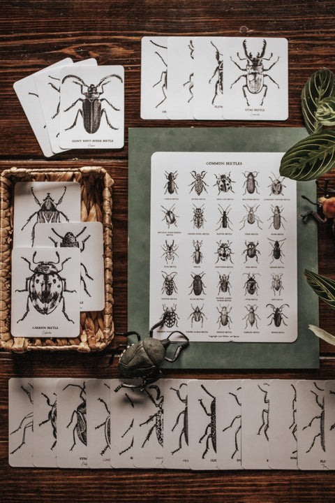 Beetles Poster and Flashcards