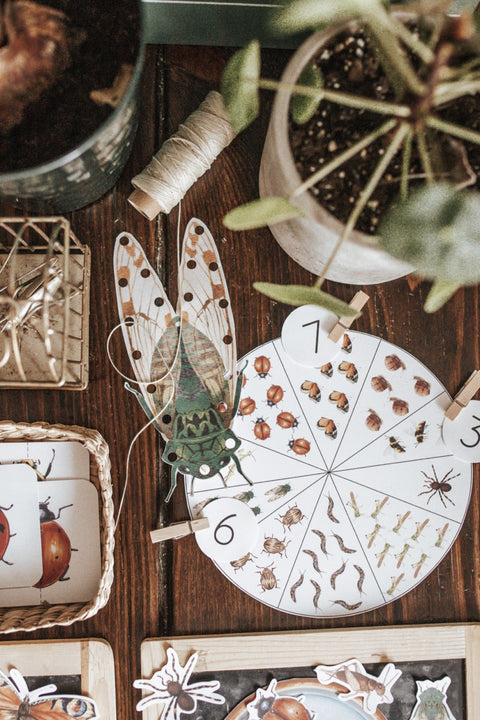 Entomology Morning Basket