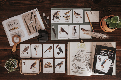 Birds Around the World Cards